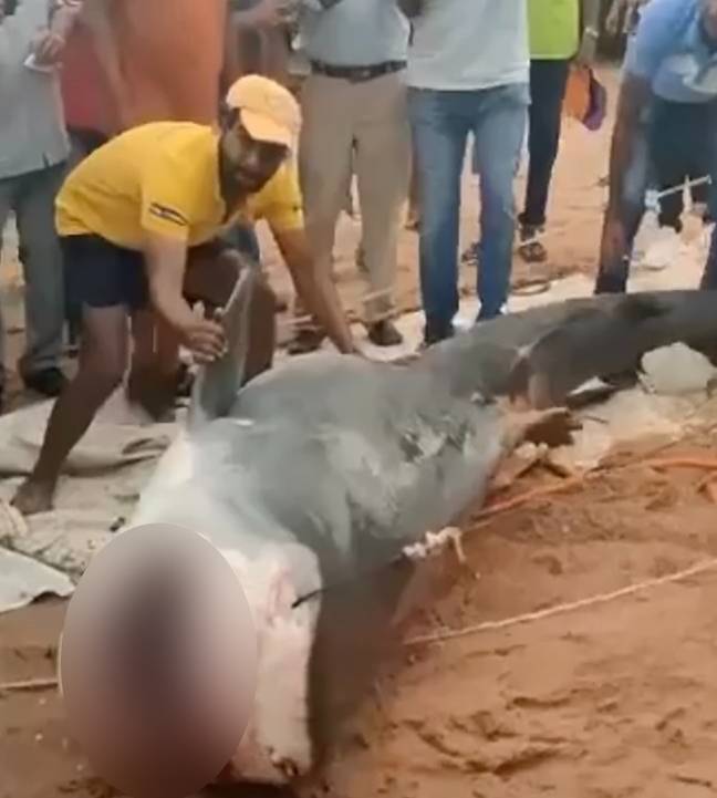 鲨鱼被愤怒的当地人捕获和杀害。图片来源：Twitter/@‌Redaelsayed__