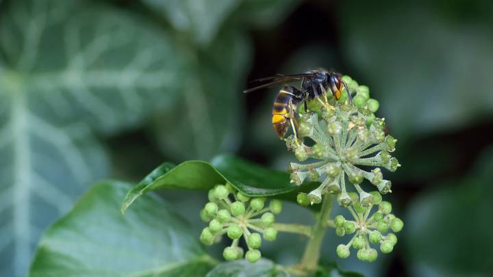 今年在英国第二次发现了亚洲黄蜂