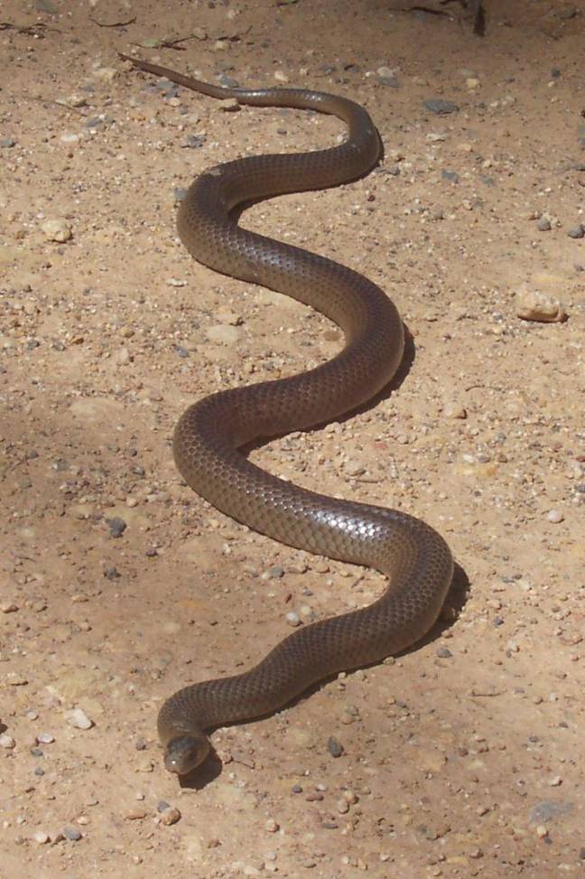 东布朗是世界上最致命的蛇之一。学分：彼得·伍德德/维基百科公共领域