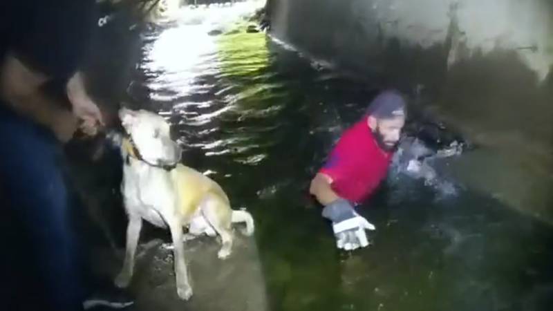 一只狗从地下隧道救出了两个小时，拒绝离开另一只狗