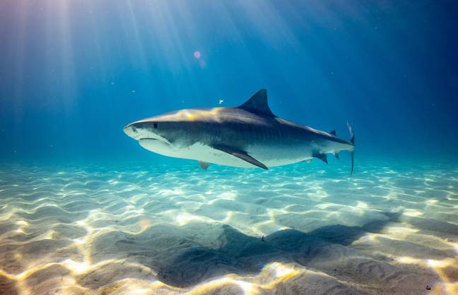 据报道，参与袭击的鲨鱼物种是虎鲨。学分：Unplash/GeraldSchömbs