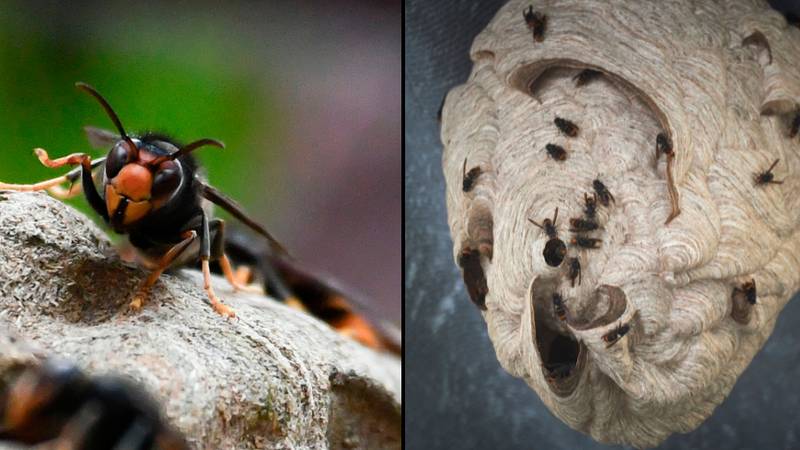 警告作为有毒毒液的亚洲黄蜂被证实在英国