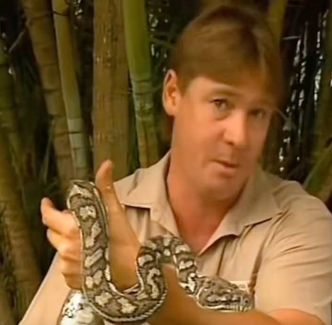 史蒂夫·欧文（Steve Irwin）被蛇咬伤后保持冷静。图片来源：动物星球/Twitter/@Robertirwin