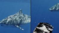 潜水员分享可怕的视频，以显示为什么您不应该远离鲨鱼