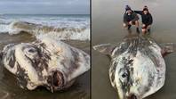 巨大的外星般的海洋生物在海滩昏迷的游客上被冲洗掉