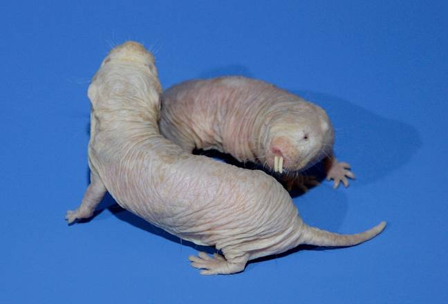 裸痣老鼠的寿命很棒。学分：Flickr