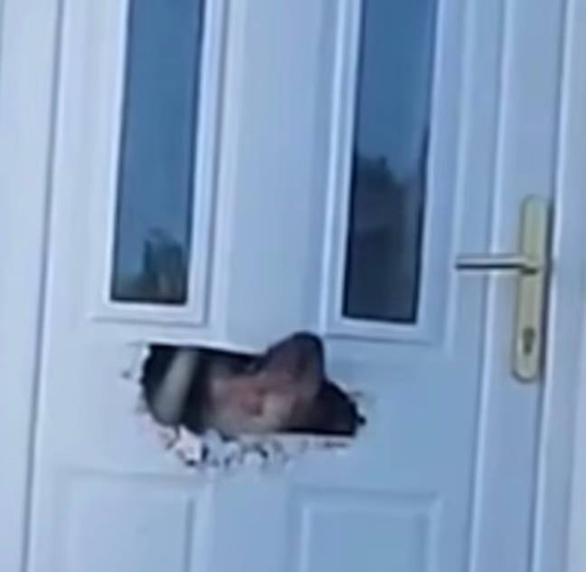 看到那只狗在法夫里吃一扇门。图片来源：马克·金（Marc King）