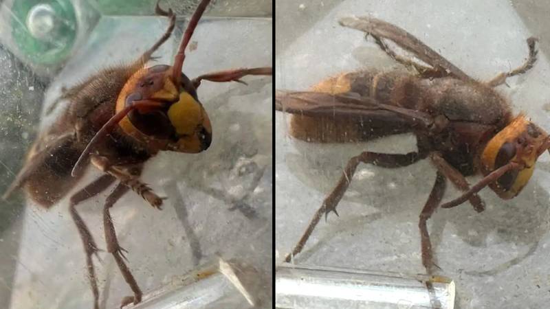 害虫专家分享了“追逐半英里”的亚洲黄蜂的证据