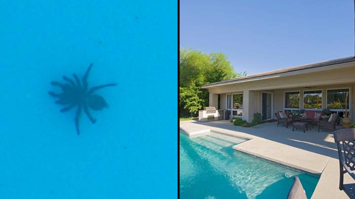 澳大利亚妇女发出警告，发现四个高度臭蜘蛛在她的游泳池里游泳