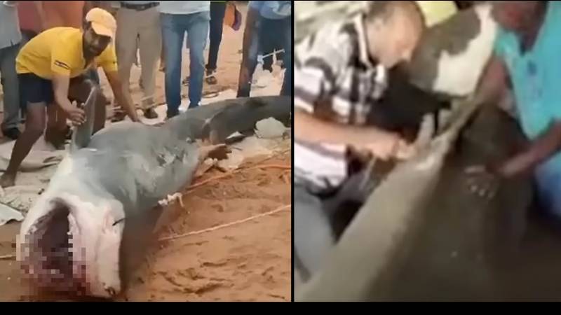 在埃及旅游胜地吃饭的鲨鱼正在“木乃伊为博物馆”“loading=