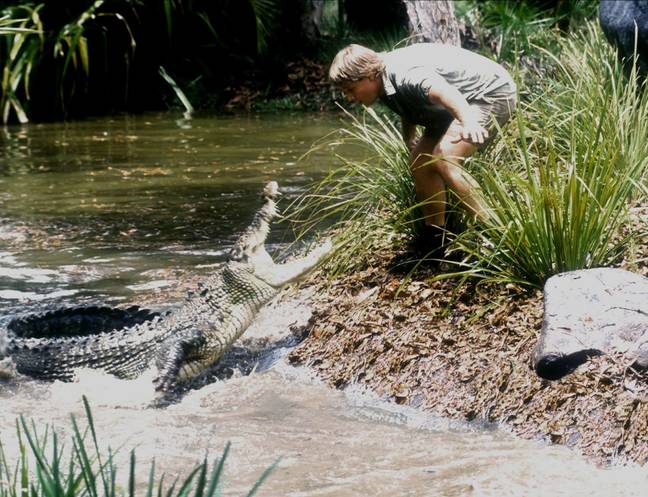 欧文（Irwin）从1991年开始一直是澳大利亚动物园的经理，直到他于2006年去世。