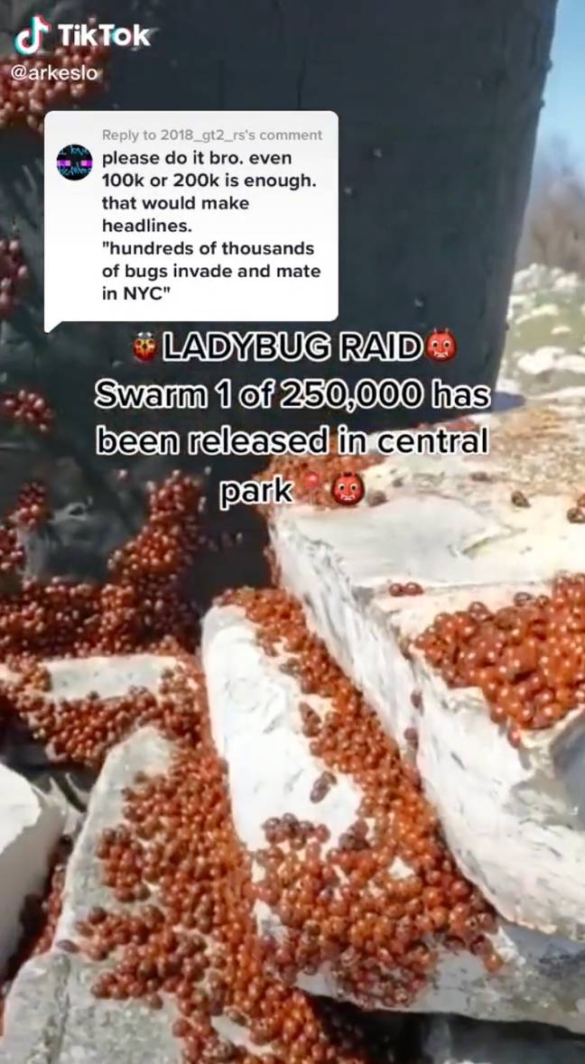 另一位tiktoker声称已经在中央公园释放了数十万个瓢虫。学分：tiktok/@arkeslo