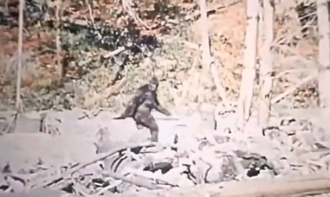 Bigfoot的录像最初是在1967年拍摄的。信贷：Twitter/@rowancheung