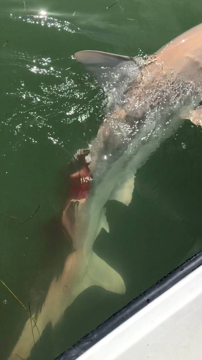 戴夫很快看到鲨鱼被严重咬伤。图片来源：笔新闻/戴夫·必威杯足球珀金斯（Dave Perkins）