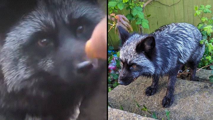 超稀有的黑狐在被发现在英国徘徊后被救出