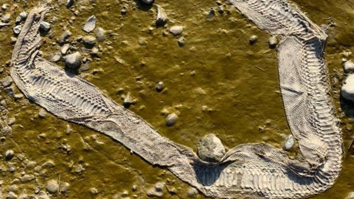 在泰晤士河上发现的巨大蛇皮可能会被逃脱