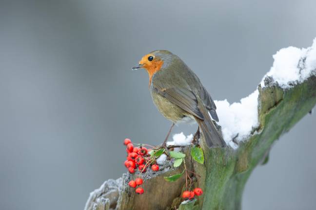 英国某处可能会有一个白色的圣诞节。图片来源：Anne Coatesy/Alamy