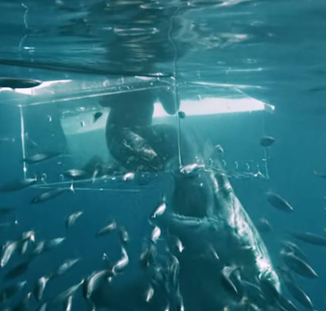录制了Discovery的“ Shark Week”的录像。学分： @sharkweek/ instagram