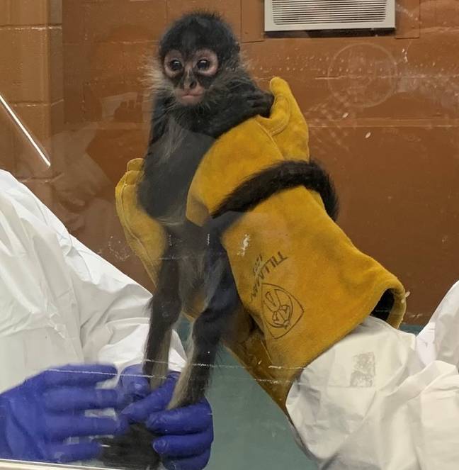 濒临灭绝的蜘蛛猴被救出并送往动物收容所。学分：美国移民和海关执行