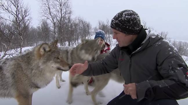Backshall在挪威遇到了狼群。学分：BBC