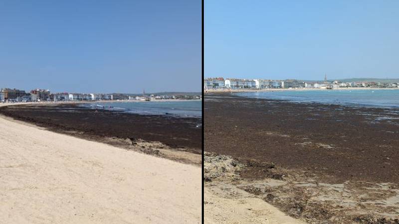 “臭海藻障碍”使游客参观受欢迎的海滩“loading=