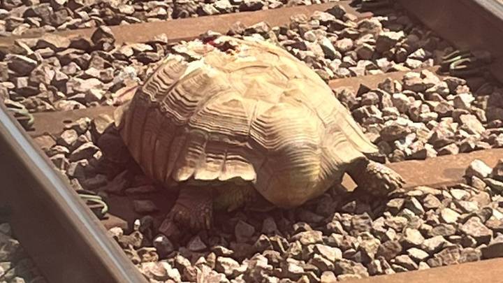 英国县的火车因轨道上的“很大”乌龟取消