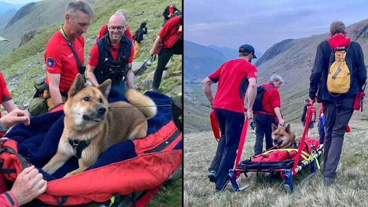 在Scafell Pike的山区救援人员救出的受伤和疲惫的狗