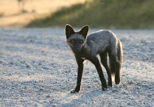 黑狐狸也被称为银狐。图片来源：Pixabay“loading=