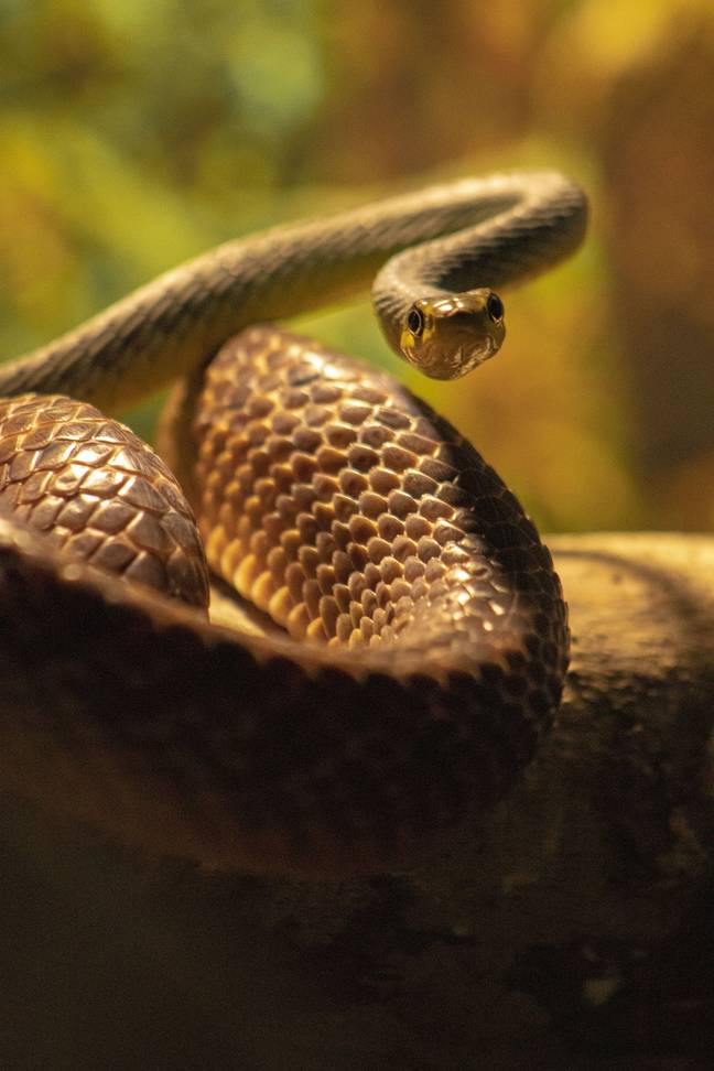 普通的树蛇是敏捷而细长的。它们长到2米长。学分：Storme22K/Pixabay