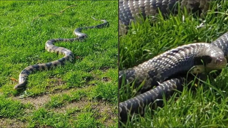 宠物主人在将20条宠物蛇带到当地公园的日光浴后引发辩论