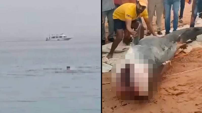 被鲨鱼杀死的人的遗体在捕食者被殴打为报仇之后被发现在捕食者中