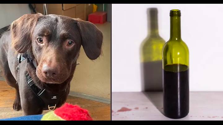 “酗酒”拉布拉多成为成瘾的第一只狗