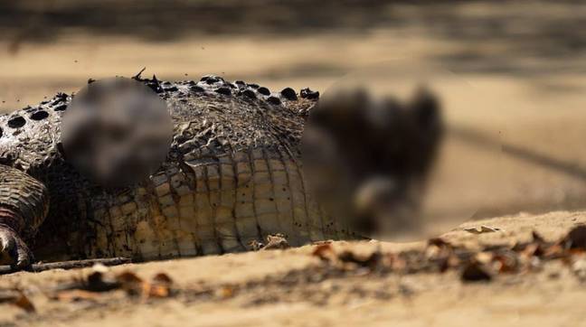 鳄鱼在澳大利亚海滩上被斩首。图片来源：汤姆·查尔默·海斯（Tom Chalmer Hayes）/@crocodile_beers。