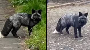 超稀有的黑狐，发现了步行英国街道，并敦促公众致电RSPCA