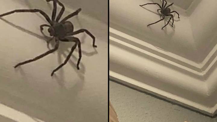 英国人在家里发现巨大的蜘蛛，但拒绝杀死它