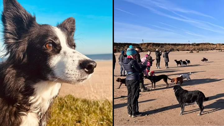 宠物主人将她的狗与癌症带到海滩，再与她的四足朋友一起奔跑
