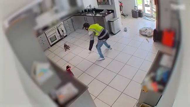 录像显示，武装小偷抓住狗并偷走了她。图片来源：埃塞克斯警察