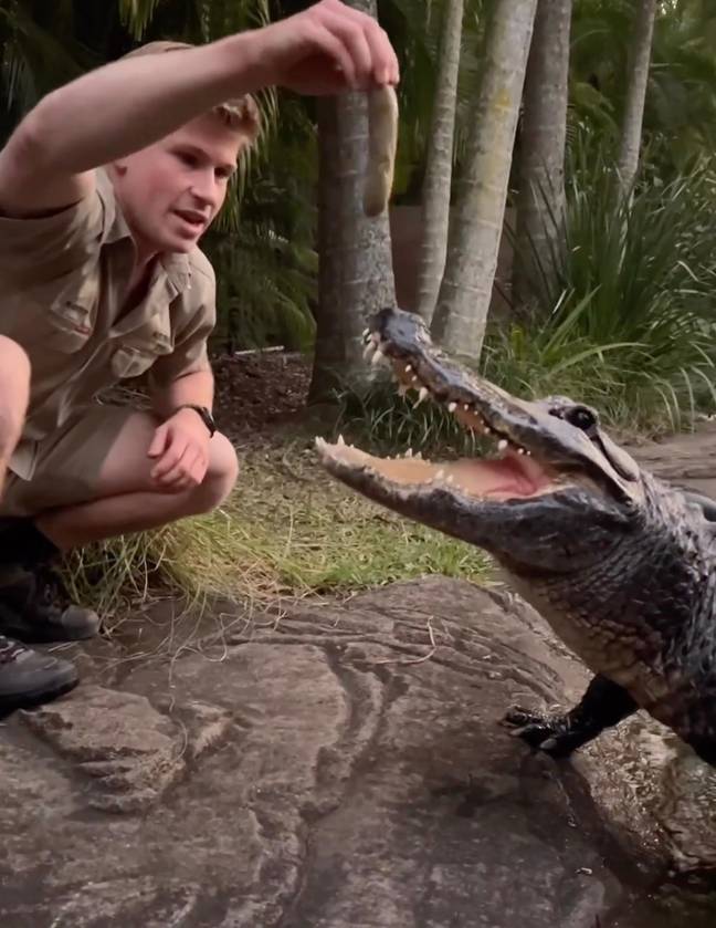 罗伯特·欧文（Robert Irwin）跳入动物围栏，喂食鳄鱼。学分：Instagram/@robertirwinphotography