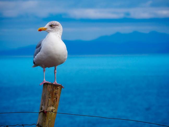 海鸥真的是鸟类学界的流氓，不是吗？学分：Pixaby/David Mark