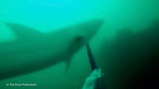 大白鲨决定让自己参与潜水员。学分：在区域制作中
