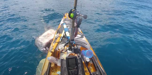 一只虎鲨撞在夏威夷海岸的男子皮划艇上。学分：YouTube/夏威夷近海钓鱼
