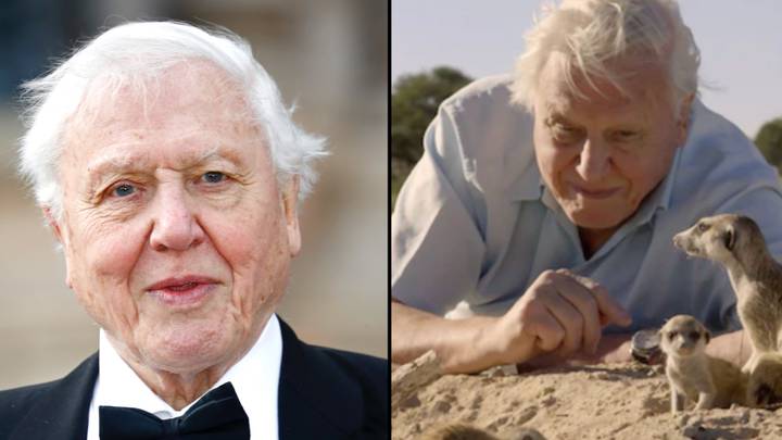 戴维·阿滕伯勒爵士（Sir David Attenborough）将在97岁的新电视连续剧中返回