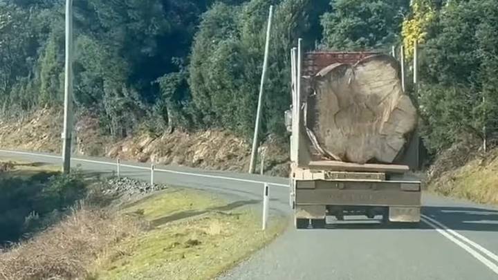 卡车背面的一棵树的照片使人们生气