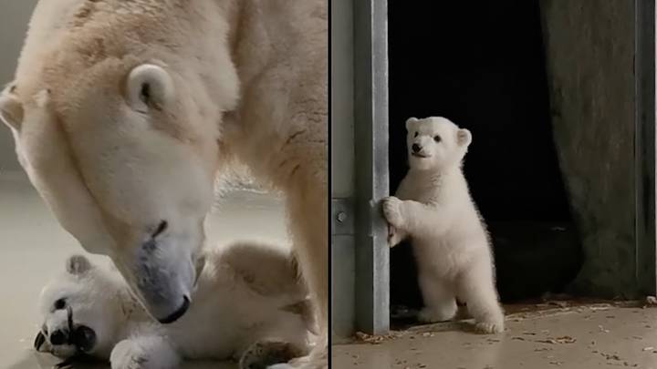 德国动物园欢迎其二十年来的第一个北极熊幼崽