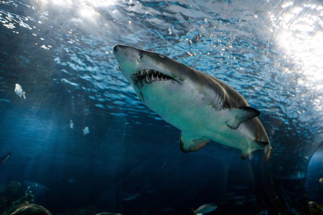 大白鲨最近在一些负面头条新闻的接收端。学分：Unplash/Marcelo Cidrack