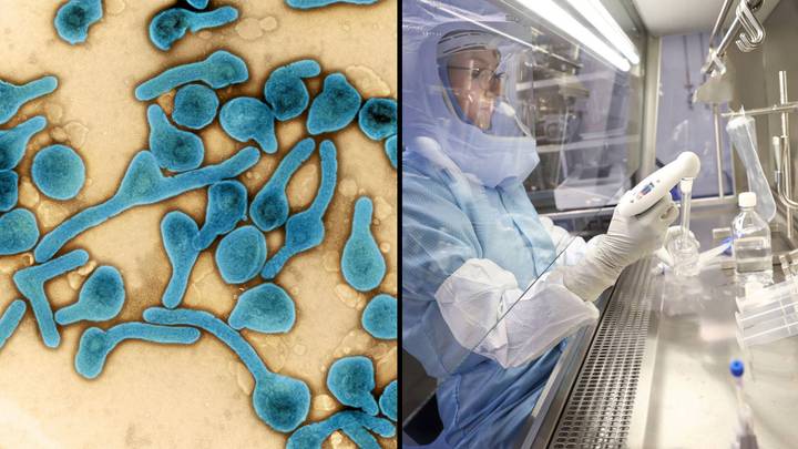 世界卫生组织确认了加纳类似埃博拉的马尔堡病毒爆发