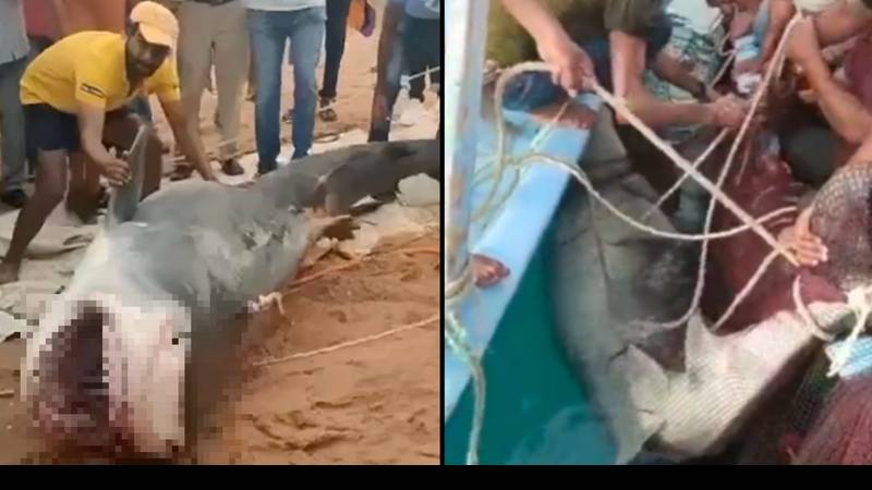 鲨鱼害怕和吃了埃及旅游胜地的男人被当地人捕获和杀害“loading=
