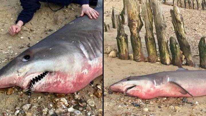 奖杯猎人偷鲨的头在英国海滩上被洗净“width=