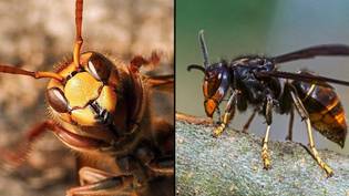 警告是四年来首次在英国发现的“谋杀大黄蜂”