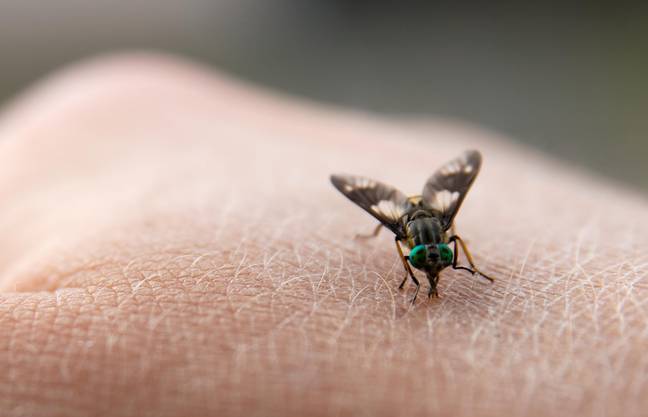 马fly咬可能会被感染，因此，如果可能的话，如果您确实在使用冰袋之前会对伤口有点消毒。学分：Panter Media GmbH / Alamy Stock Photo